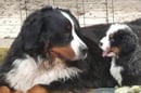Chilibern Kennel - Bernese Mountain Dog Breeder - Perth, WA