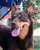 Eurowenban Stud - Australian Kelpie Breeder - Dubbo, NSW