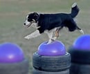 Alfoxton Dog Centre - Training Classes, Puppy School, Activity Park