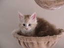 Majesticoon Maine Coons - Maine Coon Cat Breeder, NSW