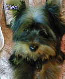 YERONGTONG - Australian Silky Terrier Breeder - NSW
