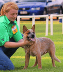 Tagetarl Kennels -  Australian Cattle Dog & Stumpy Tail Cattle Dog Breeder - Darwin, NT