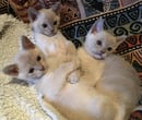 Ducatti Cattery - Burmese Cat Breeders 