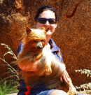 Tagetarl Kennels -   Australian Terriers & Australian Silky Terrier Breeder - Darwin, NT, Australia