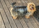 Brunkerville -  Chinese Crested Dog, Australian Silky Terrier- Newcastle, NSW