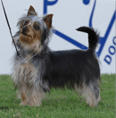 Pondaroza - Australian Silky Terriers  Breeder - Gold Coast, QLD
