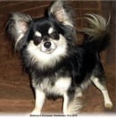 Tarquila Chihuahuas - Longcoat & Smoothcoat Chihuahua Breeder and Exhibitor - Queensland