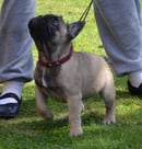 Galerie French Bulldogs - Perth, Western Australia