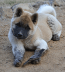 Ishin Kennels - Akita Breeder - Launceston, Tasmania
