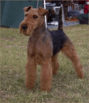 Airewood - Airedale and Welsh Terrier Breeder - Victoria