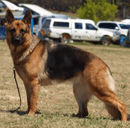 NikobisHunde German Shepherd Breeder - Sydney, NSW