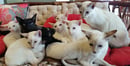 Chicas Cattery - Siamese and Oriental Cats - Perth, WA