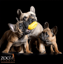 Sarcelles Kennels - French Bulldog Breeder - Geelong, Vic