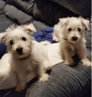 Mullywhites - West Highland White Terrier Breeder - Brisbane, QLD