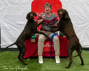 Acewild - German Shorthaired Pointer Breeder - Hobart, TAS