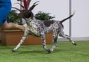German Shorthaired Pointer Breeder and Chesapeake Bay Retriever Breeders - Brisbane, QLD