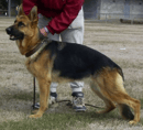 Gelbregen - German Shepherd Dog Breeder - Ballarat, VIC 