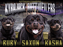Kyrajack - Rottweiler Breeder - Bundaberg, QLD