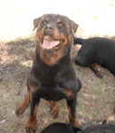 Sasrott Rottweiler's - Rottweiler Breeder - Tamworth, NSW