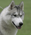 Ukeevea - Siberian Husky Breeder - Brisbane, Qld