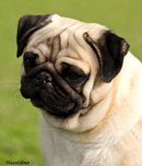 Obsidion Pugs - Registered Pug Breeder - Adelaide, SA