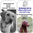 BAMGYPS Kennels - Labrador Retriever Breeder and Chesapeake Bay Retriever - QLD