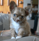 Wachowa Chihuahua's - Smooth and Long Coat Chihuahua Breeder - Brisbane, QLD