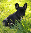 Zulubul Kennels - Staffordshire Bull Terrier & French Bulldog Breeder - Brisbane, QLD