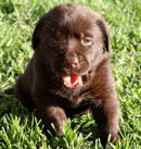 Pawling Labradors - Labrador Retriever Breeder - Toowoomba, QLD