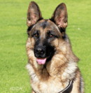 Vondoussa Kennels - German Shepherd Breeder - Adelaide, SA