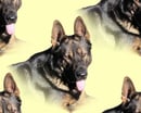 Leafield GSD's - German Shepherd Breeder - Warwick, QLD