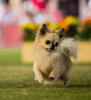 Voncronan Chihuahuas - Smooth & Long Coat Chihuahua Breeder - Adelaide, SA