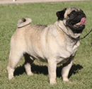 Burjoise - Pugs & Australian Cattle Dog Breeder - Mount Perry, QLD