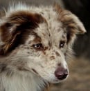  Truckaluck Kennels - Border Collie & West Highland White Terrier Breeder, Sunshine Coast, QLD