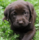 Choccierayz Chocolate Labradors - Labrador Breeder Gold Coast, QLD