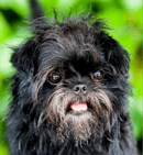 Simias Kennel - Affenpinscher Breeder - Laurence, OTA, New Zealand