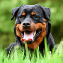 Coalfire Rottweilers - Reputable Rottweiler Breeder - QLD