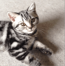 Salvador American Shorthair Cat Breeder  SE QLD 