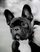   Llachar - French Bulldog Breeder - Gold Coast, QLD