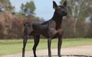 Wazzat - XOLOitzcuintle Breeder - Miniature, Intermediate & Standard