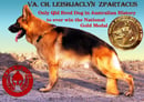 Leishjaclyn German Shepherd Breeder - Brisbane, QLD
