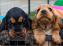 Tanilbalake Cocker Spaniels - Brisbane, QLD