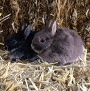 Hippity Hop Rabbit Stud - Mini Lop, Dwarf Lop & Netherland Dwarf Rabbit Breeder - NSW