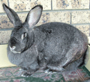 Parejome Rabbit Stud -  Flemish Giant Rabbit Breeder - Southern Highlands, NSW 
