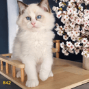Mountain Hollow Ragdolls - Ragdoll Cat Breeder - NSW, Australia