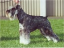 Loughrobn Miniature Schnauzers - Miniature Schnauzer Breeder - Adelaide, SA