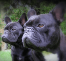Koziam - Registered French Bulldog Breeder - Adelaide, SA