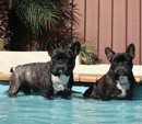 Keoiloa French Bulldogs & Krazystaff Staffordshire Bull Terriers - Registered Breeder - Sydney, NSW