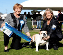 Bratrice - British Bulldog & French Bulldog Breeder - Sydney, NSW