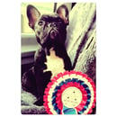 Silkston - French Bulldog & Sharpei Breeder - Victoria